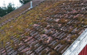 A roof covered with moss.